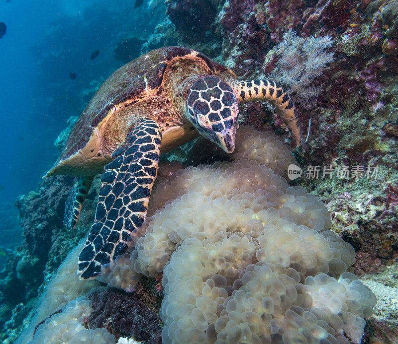 动物行为:极度濒危物种玳瑁海龟(Eretmochelys imbricata)